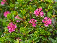 Leuchtende Alpenrosen Blüten